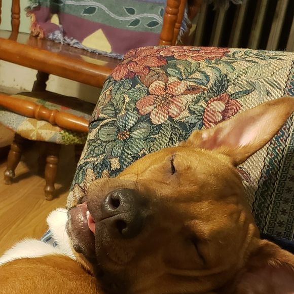 Meet your Posher, Sarah lynn - Picture 1 of 1